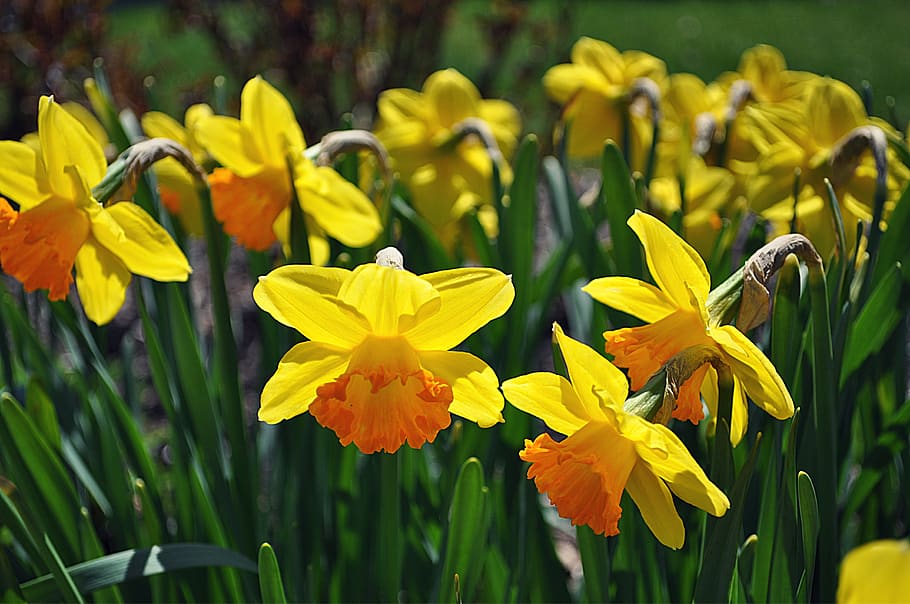 flowers, daffodils, spring, bloom, yellow, garden, nature, easter HD wallpaper