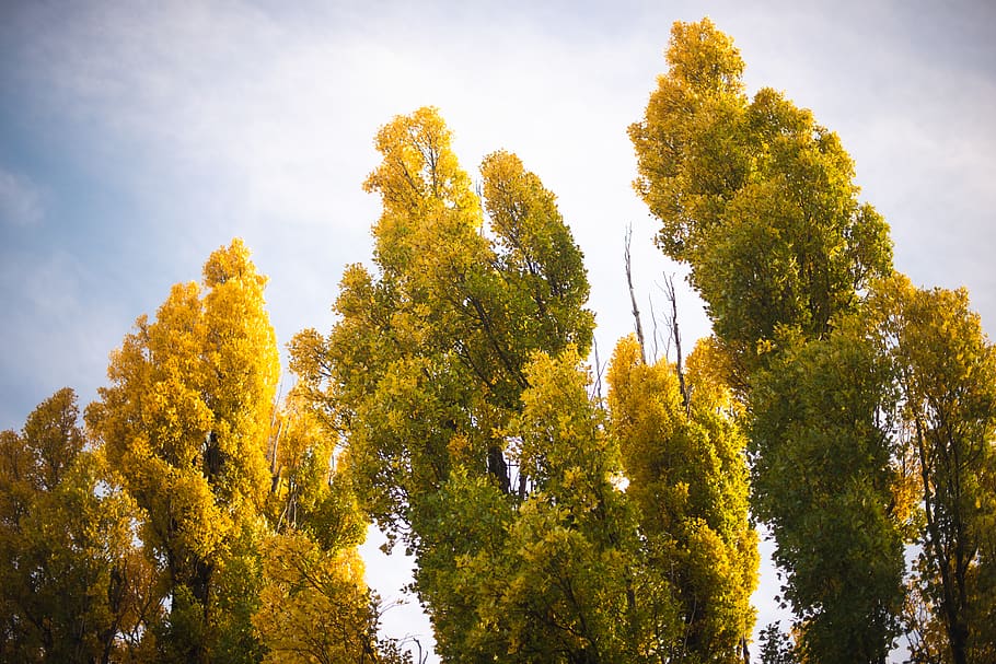 united states, flagstaff, tree, plant, autumn, nature, beauty in nature HD wallpaper