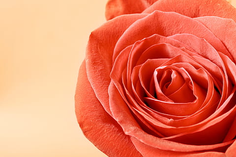 rose, red, stem, background, decoration, concept, closeup, green HD wallpaper
