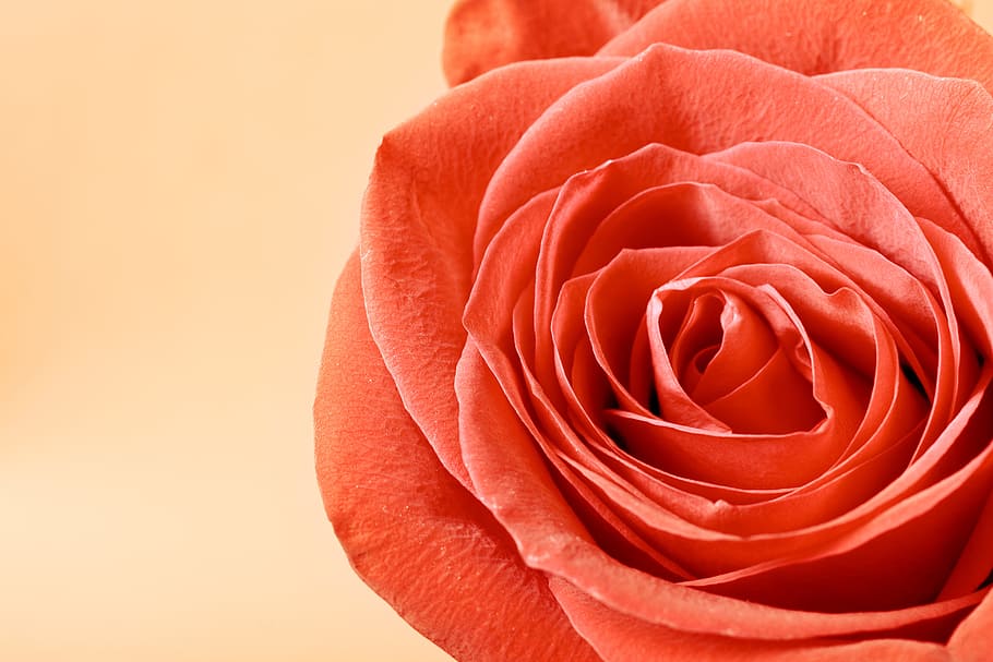 rose, red, stem, background, decoration, concept, closeup, green HD wallpaper