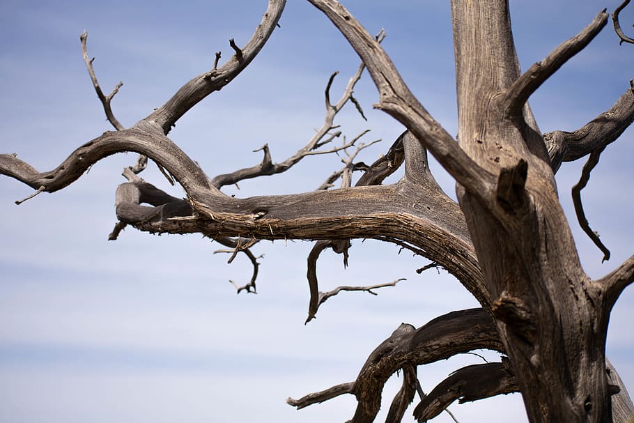 dead tree, knotty, knotted, trunk, bark, desert, arizona, grand canyon HD wallpaper