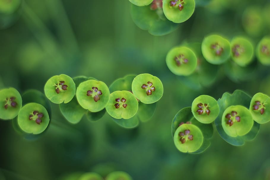 flower, macro, bloom, blossom, nature, floral, growth, plant HD wallpaper