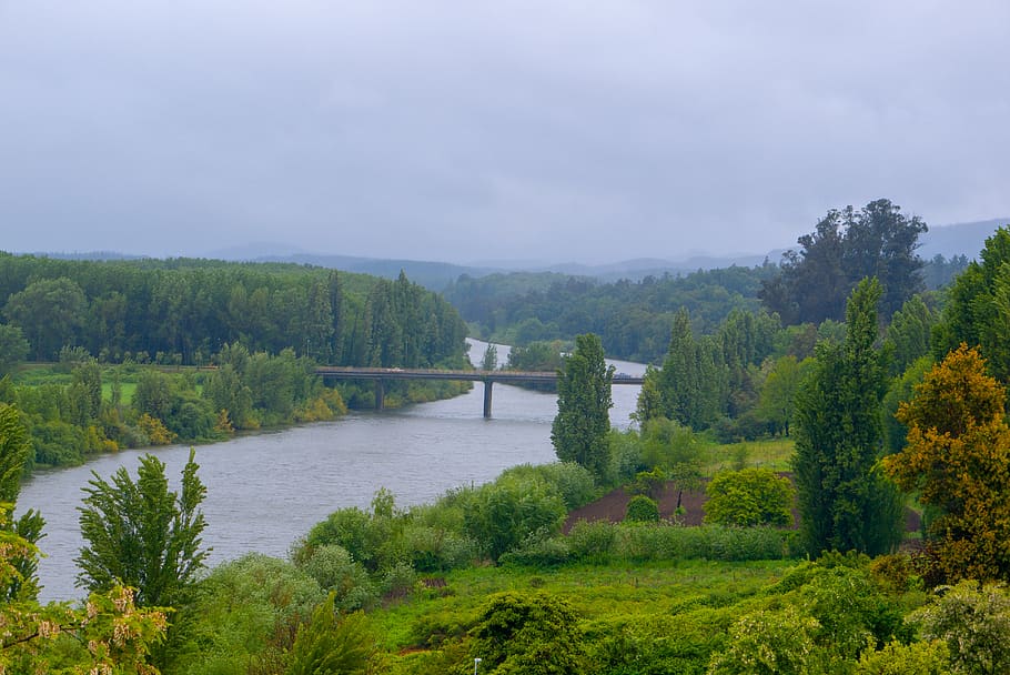bridge, river, forest, chilli, plant, tree, beauty in nature HD wallpaper