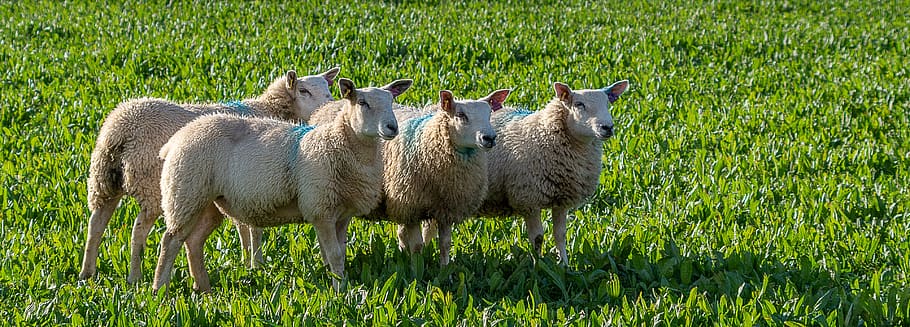 sheep, meadow, animals, wool, nature, pasture, flock of sheep HD wallpaper