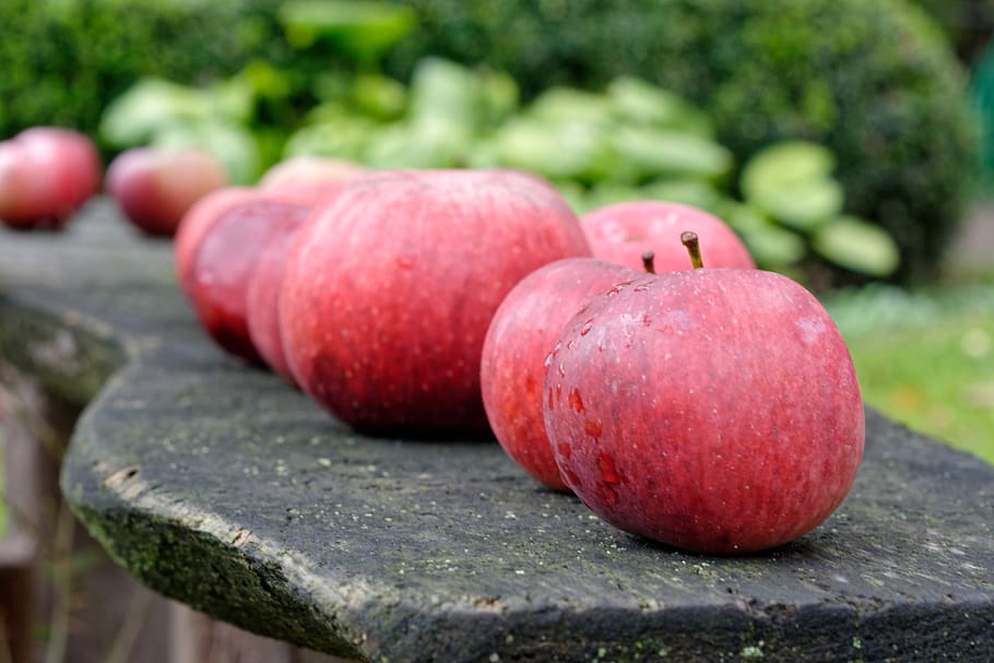 apple, apples, fruit, garden, mature, red, healthy, food and drink HD wallpaper