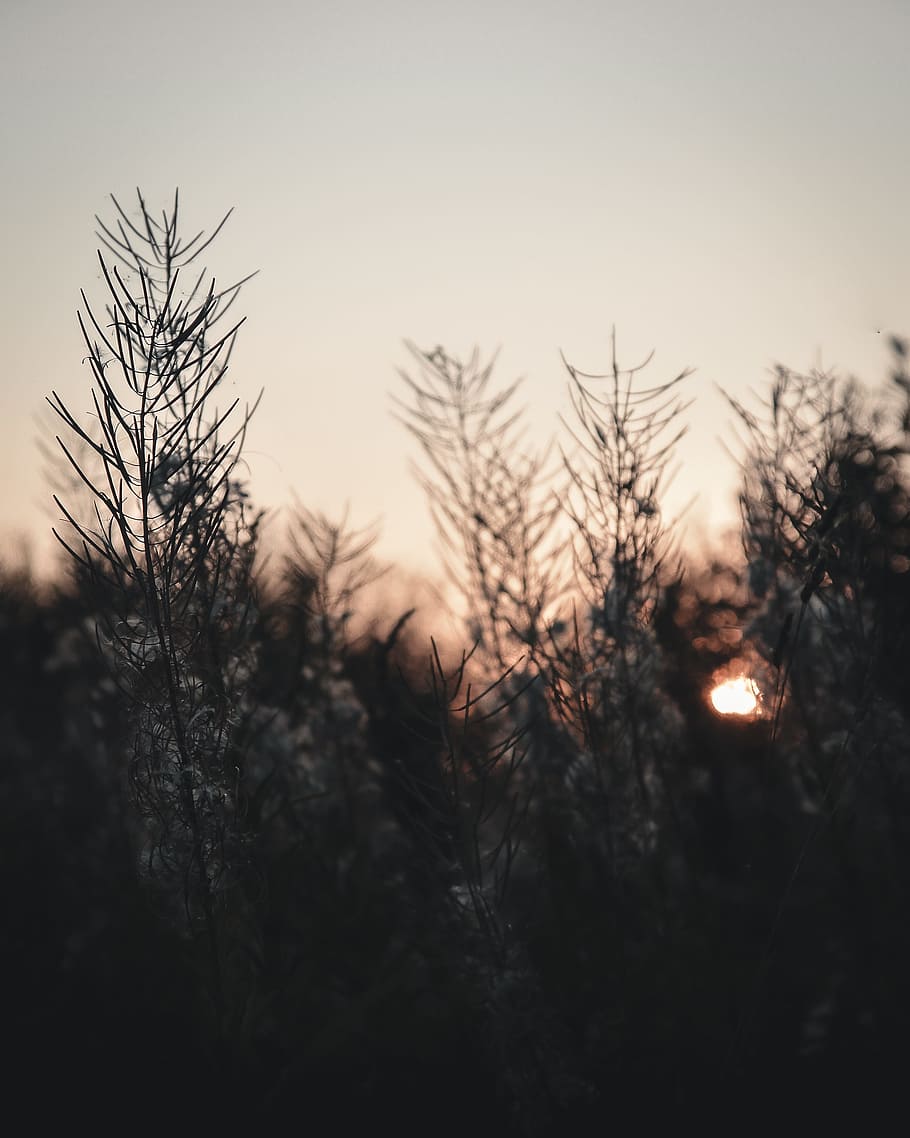 silhouette of plants, sun, leaf, leaves, outdoors, sunset, sunrise HD wallpaper