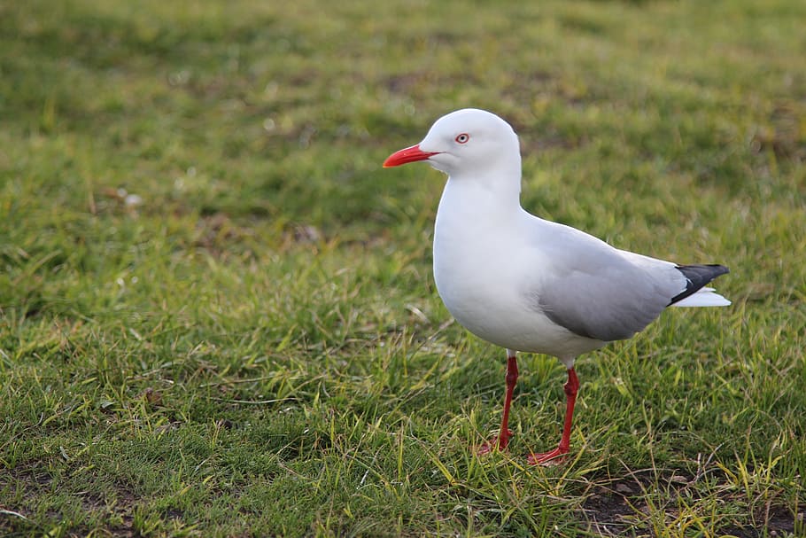 seagull, grass, bird, nature, plumage, water, summer, sky, green HD wallpaper