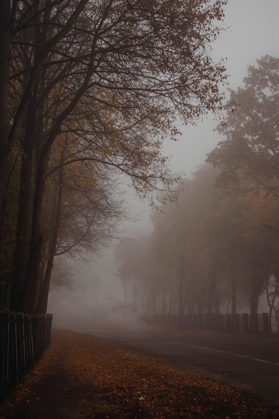 fog on road, nature, mist, weather, outdoors, lithuania, kaunas HD wallpaper