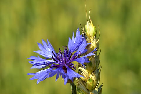 cornflower, wheat, summer, nature, cereals, blossom, bloom HD wallpaper