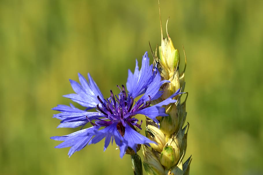 cornflower, wheat, summer, nature, cereals, blossom, bloom HD wallpaper