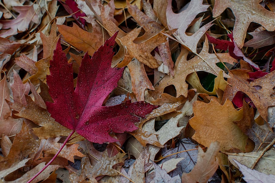 brown and red maple leaf, plant, tree, rusty red, autumn colors HD wallpaper