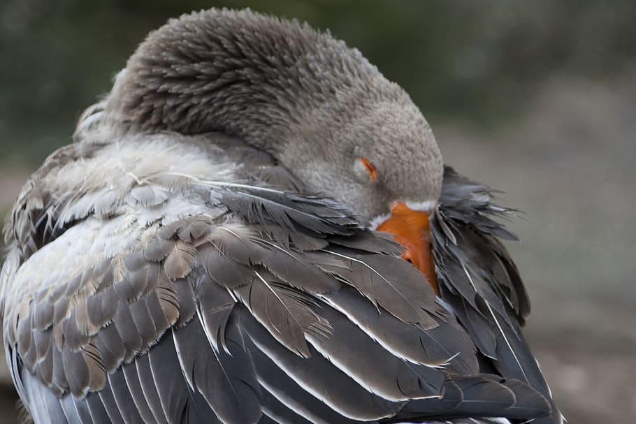 oca, goose, ave, plumage, nature, fauna, bird, vertebrate, animal themes HD wallpaper
