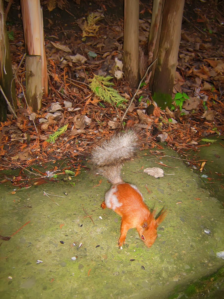 squirrel, rodant, animal, tail, animal themes, mammal, one animal HD wallpaper