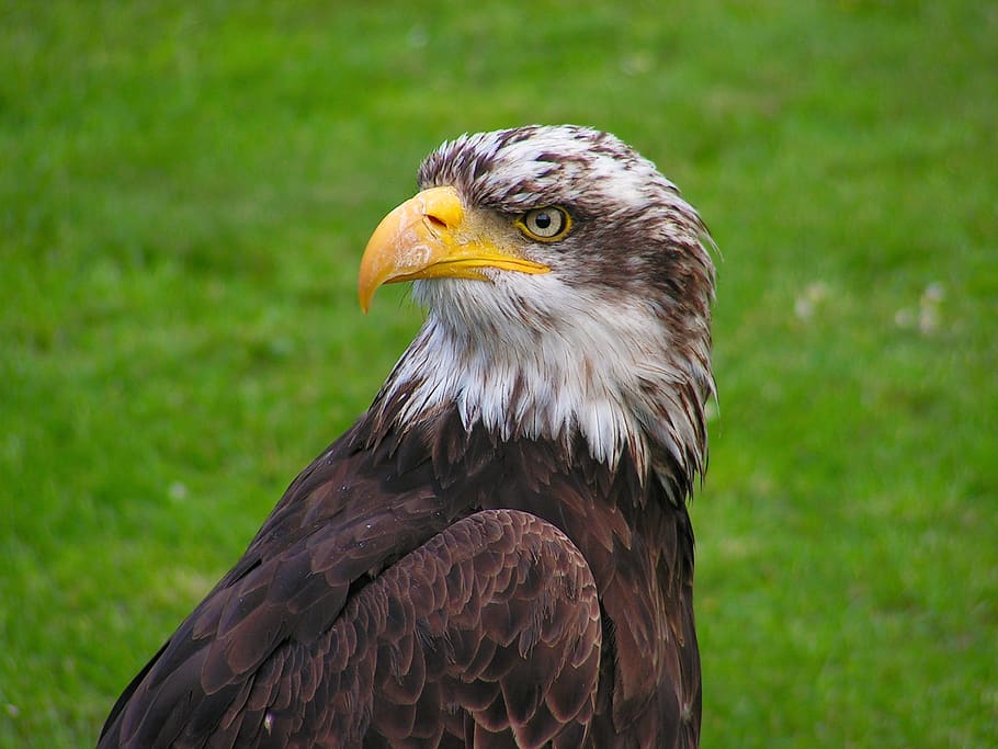 Brown and White Eagle, animal, macro, bird of prey, animal themes HD wallpaper