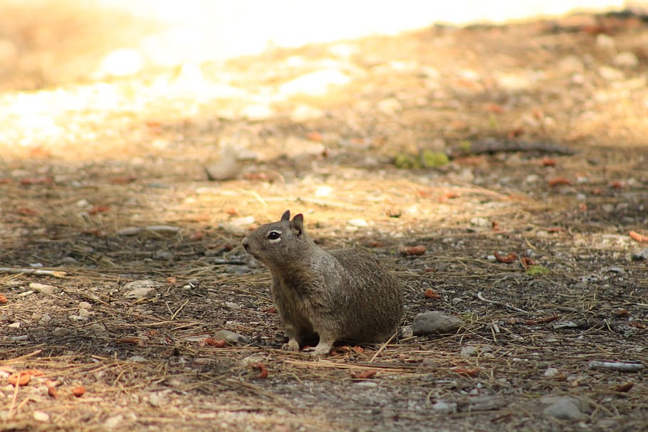 ground squirrel, animal, one animal, animal wildlife, rodent HD wallpaper