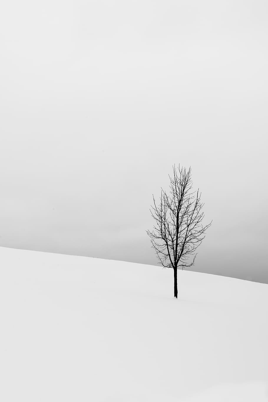 Bare Tree in the Middle Field Covered in Snow, background, cold HD wallpaper