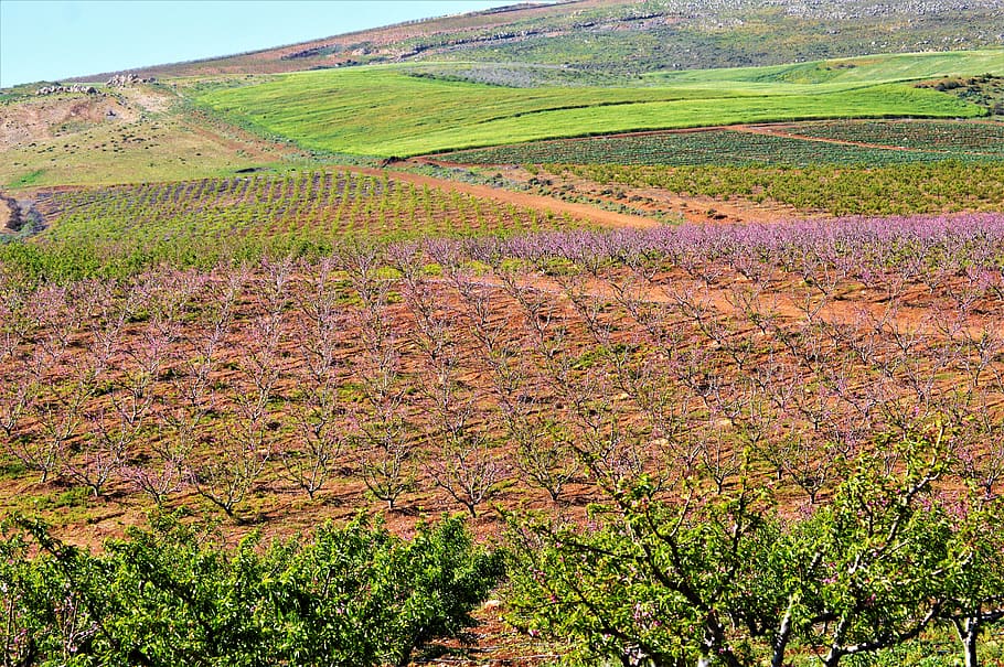lebanon, khiam, peach, fields, nature, green, life, colors, HD wallpaper