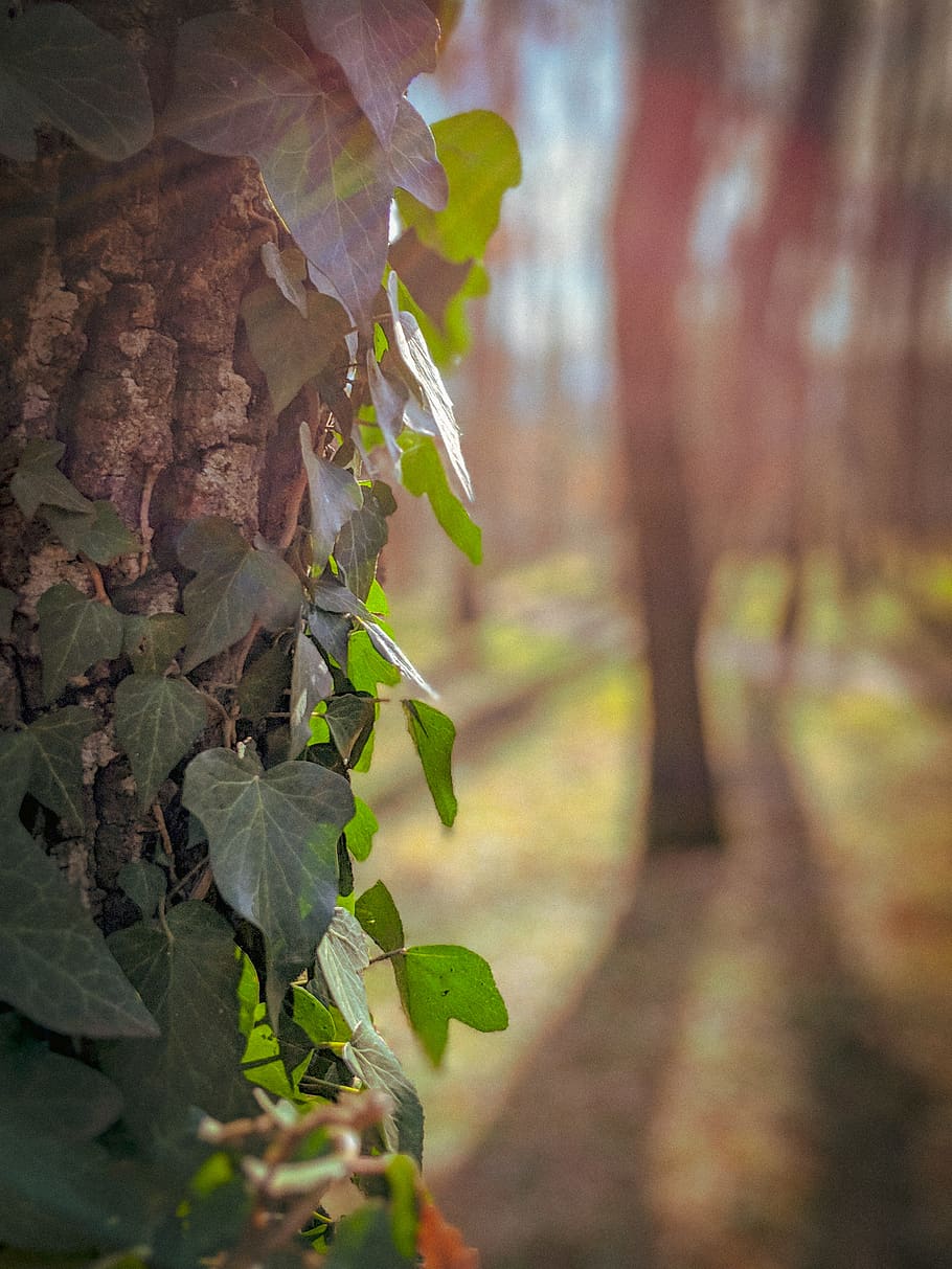 plant, tree, leaf, tree trunk, ivy, banister, handrail, veins HD wallpaper
