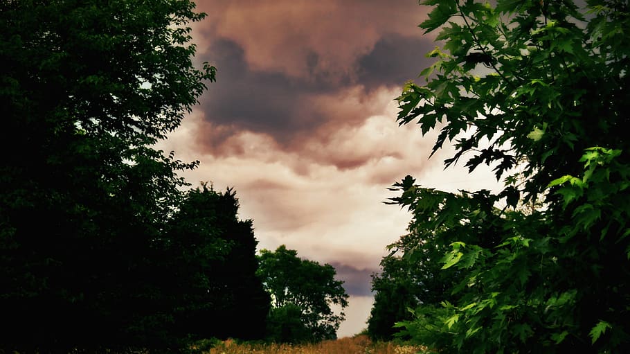 plant, tree, beauty in nature, cloud - sky, growth, tranquility HD wallpaper