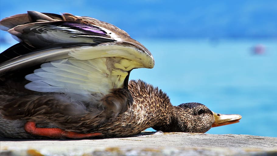 summer, rest, duck, bird, relaxation, it lies, the sun, nature HD wallpaper