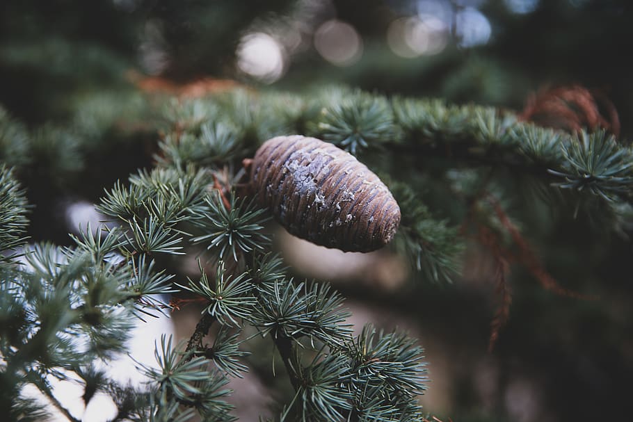 green leafed tree, plant, conifer, abies, fir, pine, larch, spruce HD wallpaper