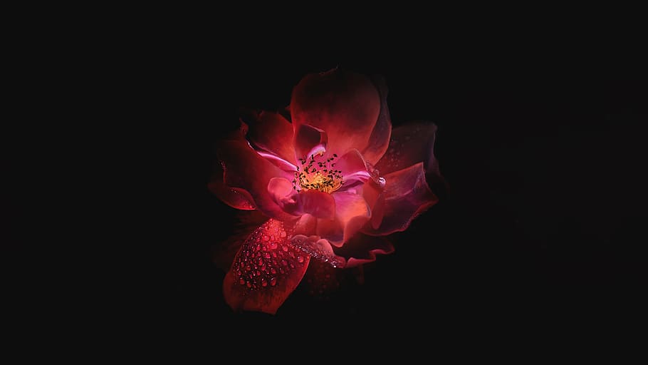 flower, petals, bloom, dark, pink, water, drops, wet, nature HD wallpaper