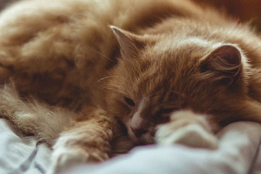 cat, sleep, bed, mammal, feline, animal themes, pets, relaxation HD wallpaper