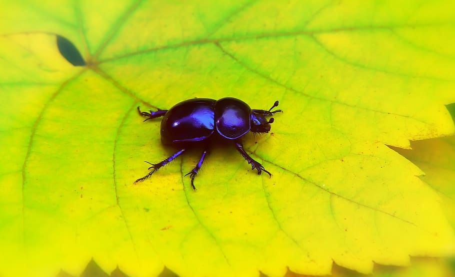 spring beetle, the beetle, leaf, forest, insect, animals, nature, HD wallpaper