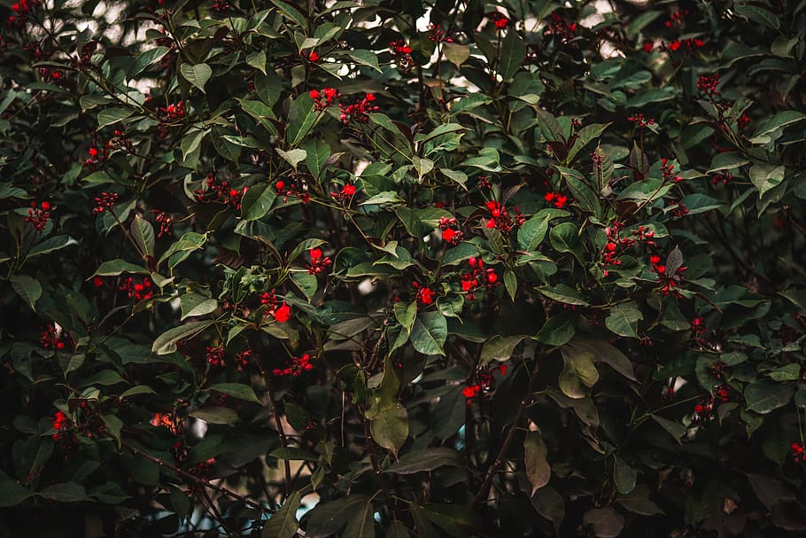 flowers, bunch, tree, bush, cinematic, green, red, vintage HD wallpaper