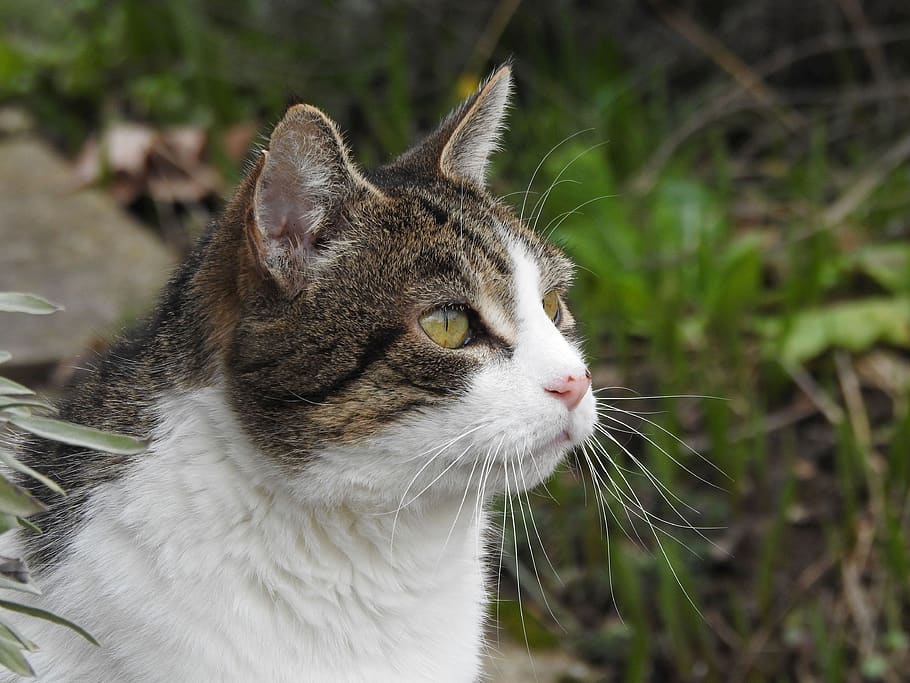 cat, portrait, face, view, close up, domestic cat, mieze, animal world HD wallpaper