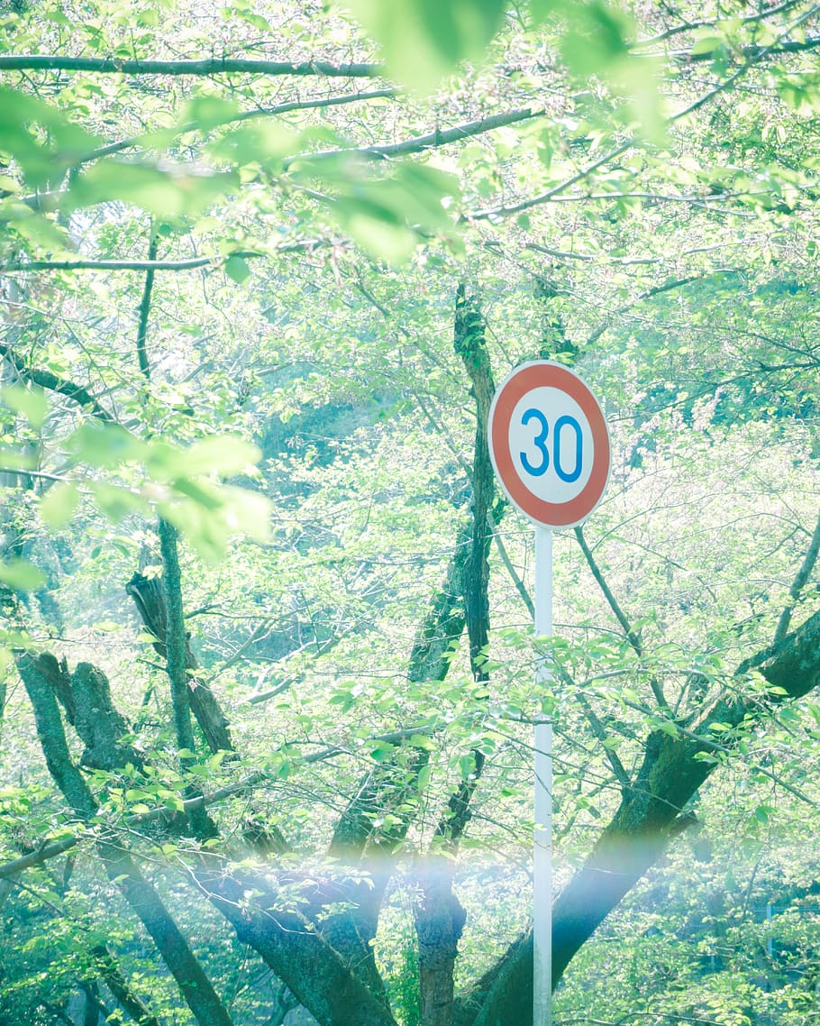 30 signage, communication, plant, tree, guidance, day, road sign HD wallpaper