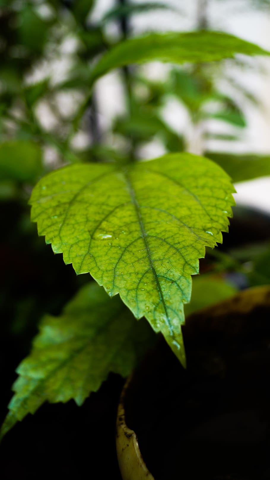 lucknow, india, incredible india, ishant_mishra, leaf, leaves, HD wallpaper