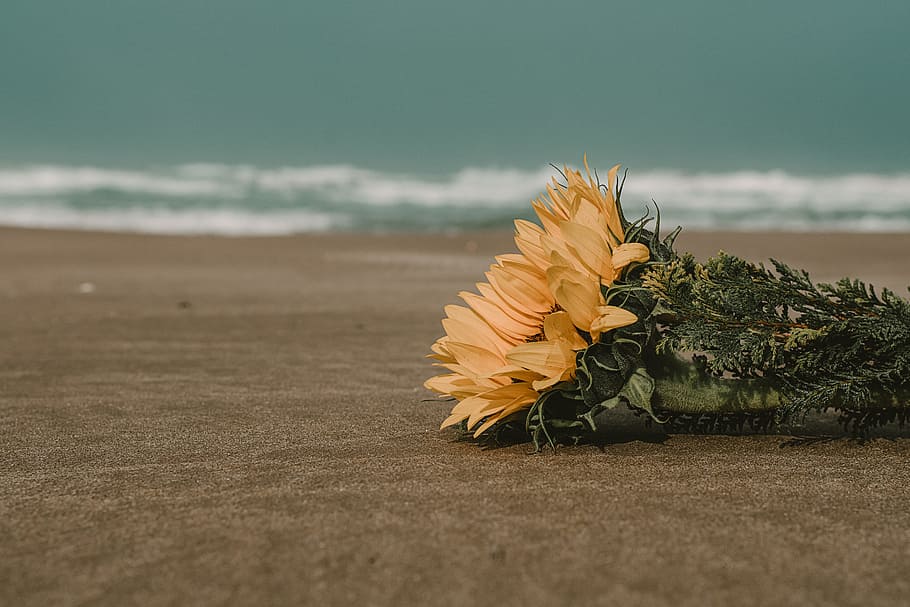 landscape, nature, sky, sand, bouquet, close -up, clouds, leaves HD wallpaper
