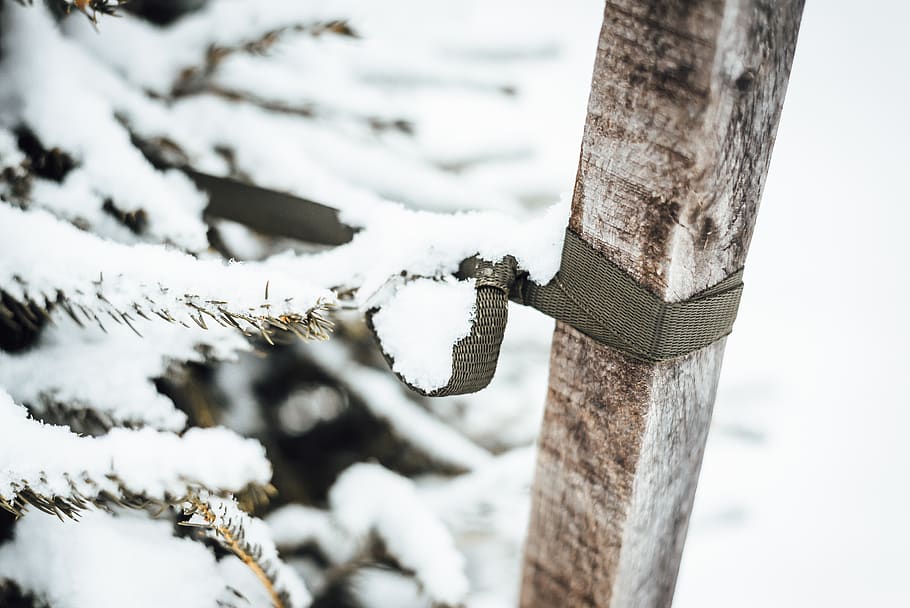 white snow, tree, plant, outdoors, nature, ice, tree trunk, winter HD wallpaper
