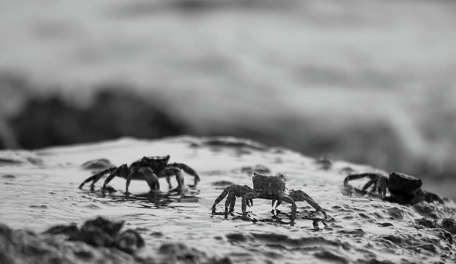 crabs, mediterranean, istria, meeresbewohner, crustaceans, beach