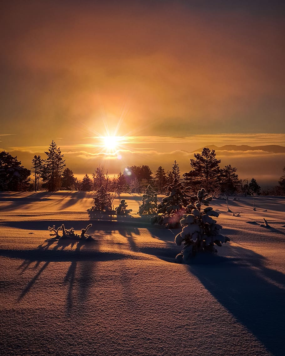 Trees and Field during Sunrise, backlit, beautiful, dawn, evening HD wallpaper
