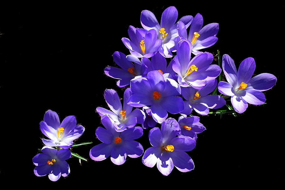 crocus, flowers, blue, spring, nature, garden, closeup, flourishing HD wallpaper