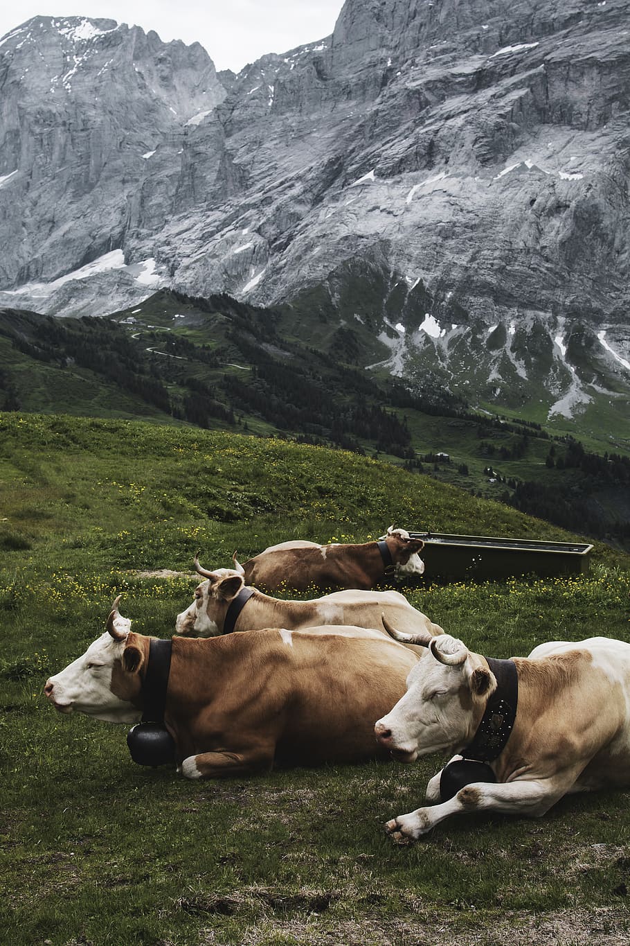 brown cow, domestic, mammal, pets, domestic animals, animal themes HD wallpaper