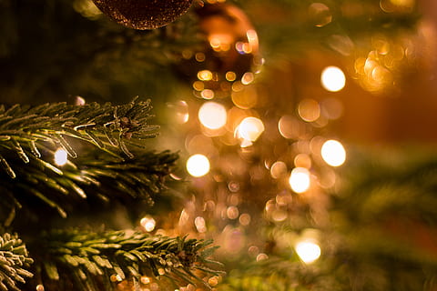 pine tree with mini string lights turned on, plant, lighting HD wallpaper