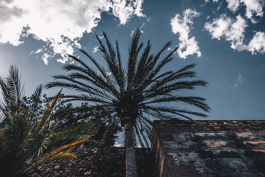 tree, plant, arecaceae, palm tree, outdoors, nature, weather HD wallpaper