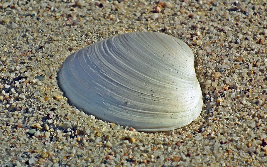 shells, sand, sea, nature, the coast, summer, holiday, crustaceans HD wallpaper