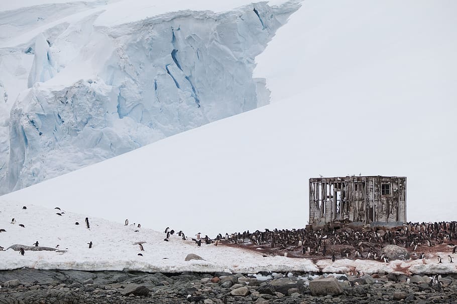 snow, winter, rocks, stone, birds, animal, penguin, outdoor HD wallpaper