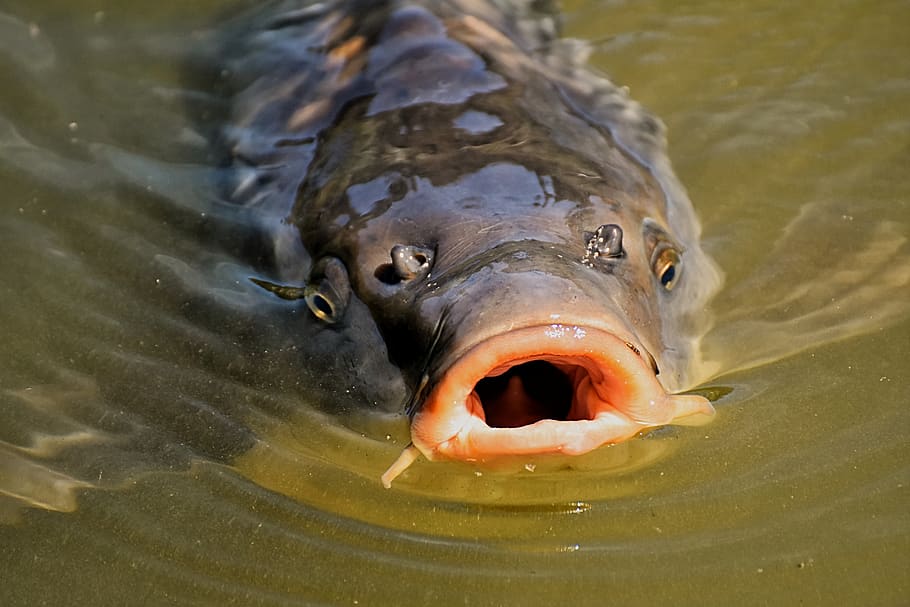 carp, fish, water, swim, foot, open, animal, animal world, animal portrait HD wallpaper