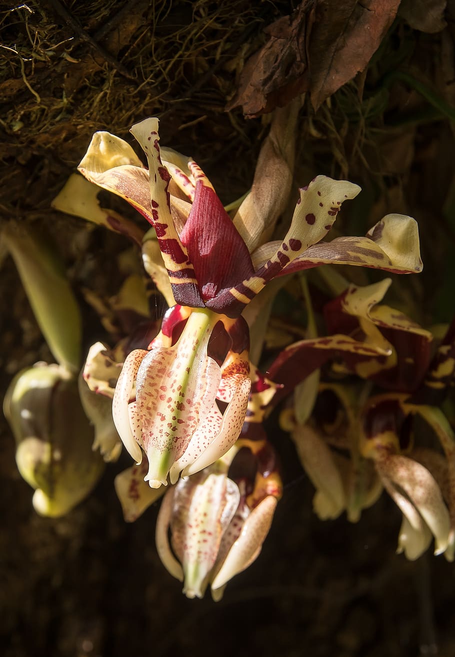 orchid, flower, bloom, cascading, cymbidium, garden, pink, red HD wallpaper