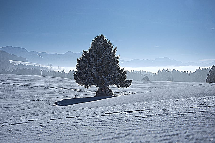 tree, winter, snow, mountain, frost, cold, cold temperature HD wallpaper