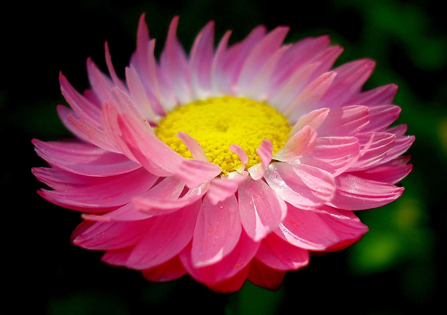 flower, spring, daisy, pink, flowers, plant, summer, garden HD wallpaper