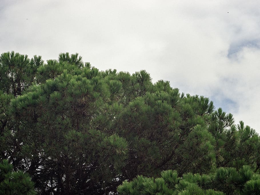 france, roaillan, tree, trees, pine, cloud, plant, growth, beauty in nature HD wallpaper