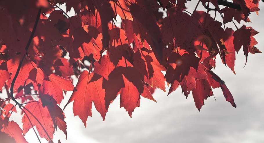 orange, red, maple, leaves, fall, plant part, autumn, leaf HD wallpaper