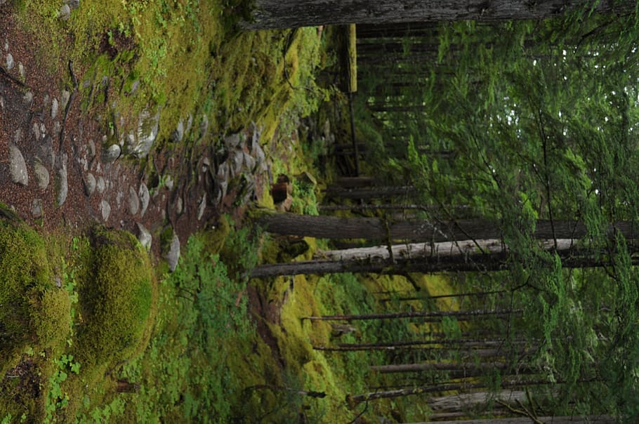 canada, revelstoke, path, green, trees, peaceful, nature, forest HD wallpaper