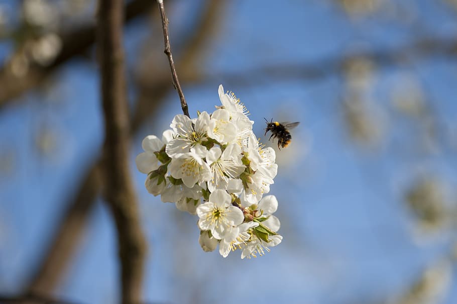 spring, tree, nature, branch, blossom, bloom, white, flowers HD wallpaper